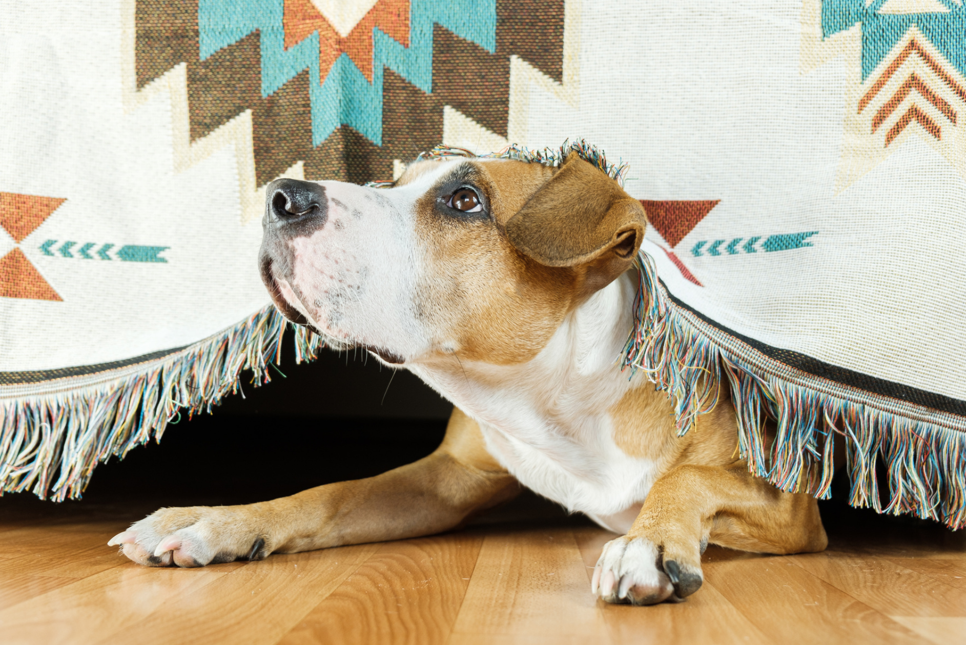 Dog under blanket