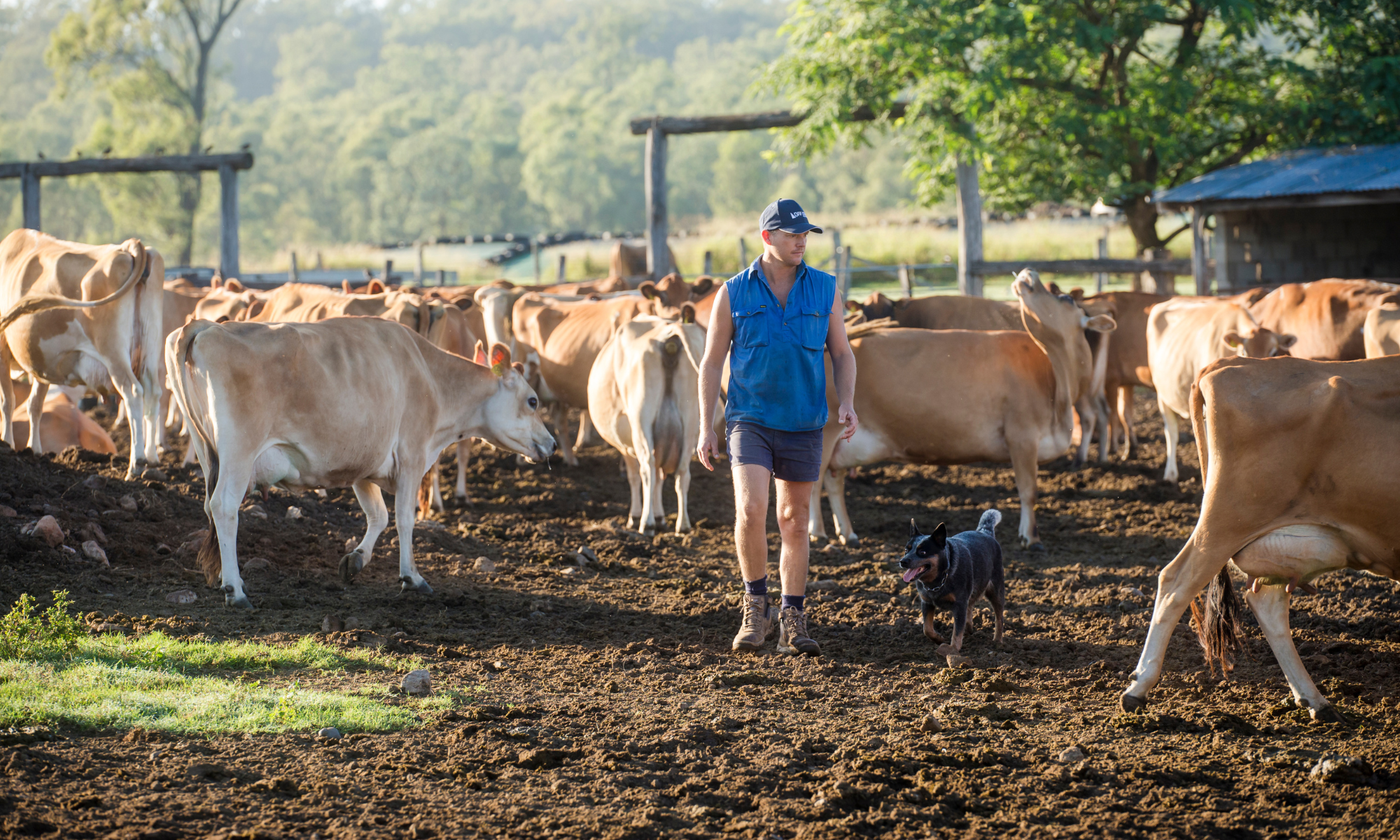 Farmer and dairy cows on a property in Regency Downs, Queensland
