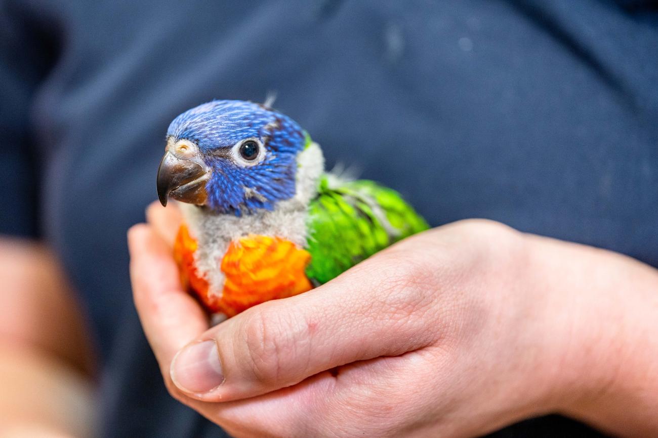 Colourful budgie bird being held