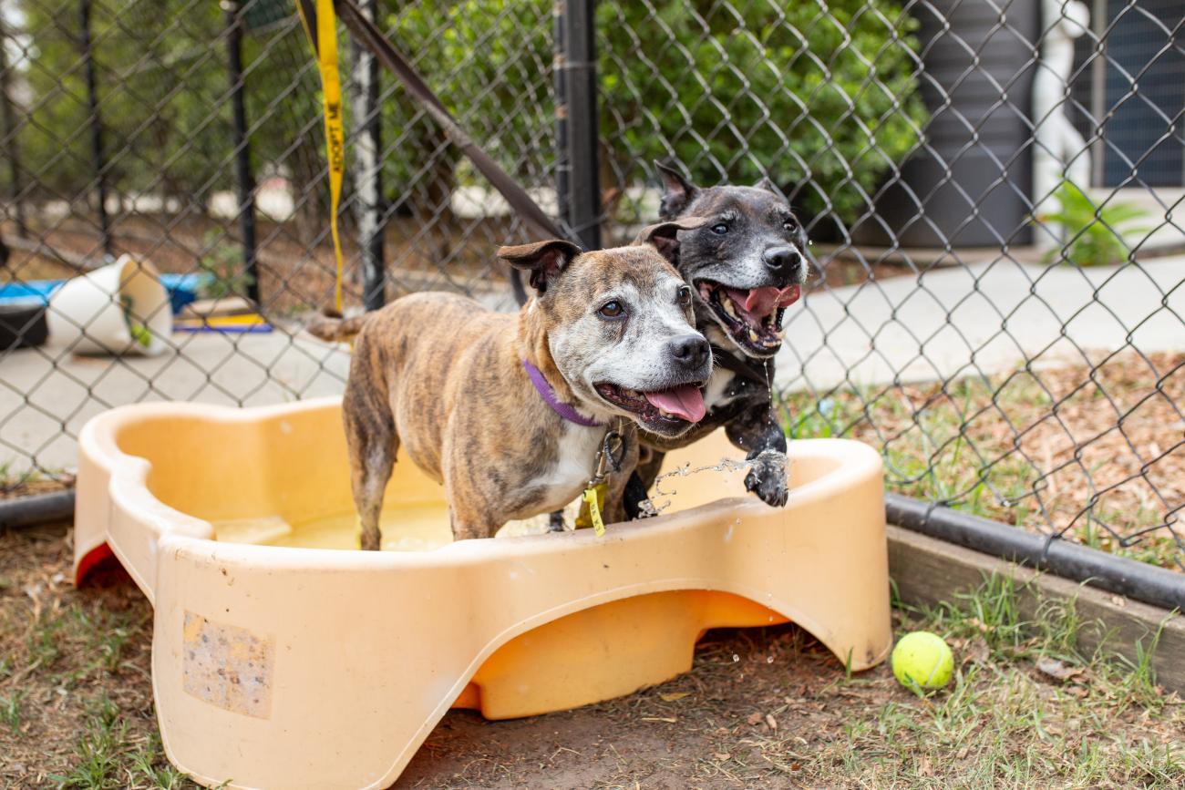Two dogs in water photo