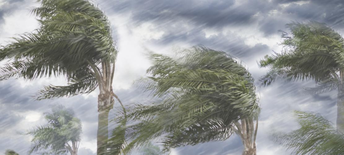 Palm trees in wind and rain