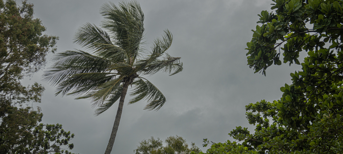 Coconut tree in windy conditions from Holloways Beach in Cairns