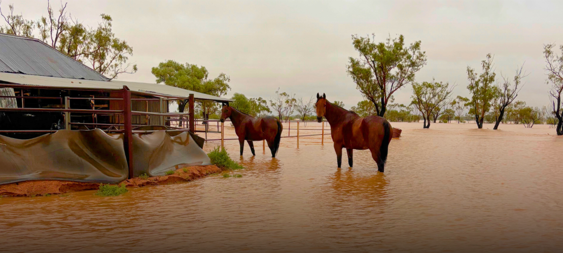 Western Queensland Floods 2025 - Horses in floodwater