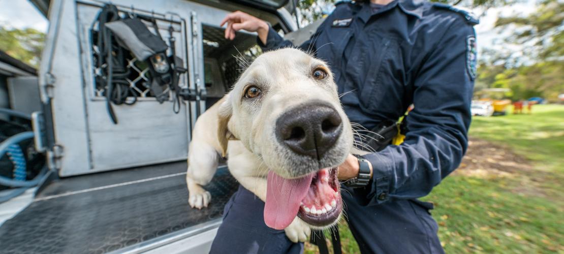 Photo of labrador dog