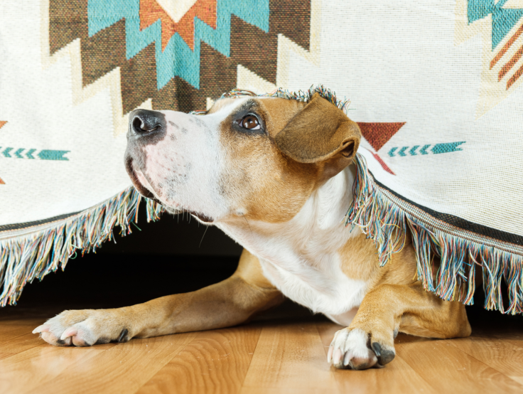 Dog under blanket
