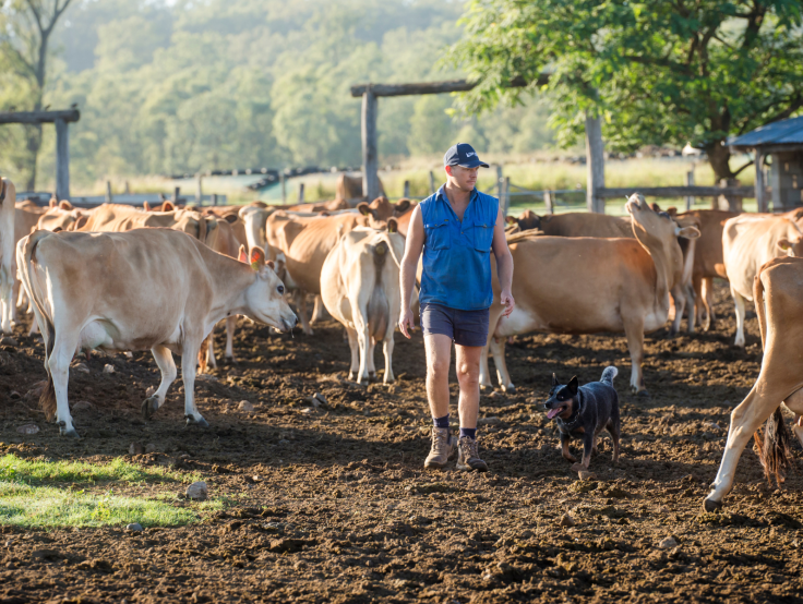 Farmer and dairy cows on a property in Regency Downs, Queensland