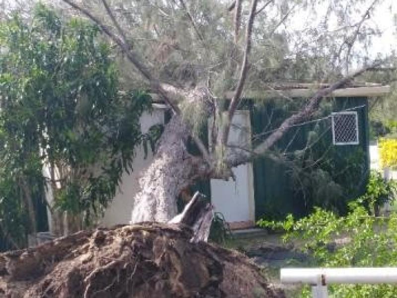Uprooted tree on house