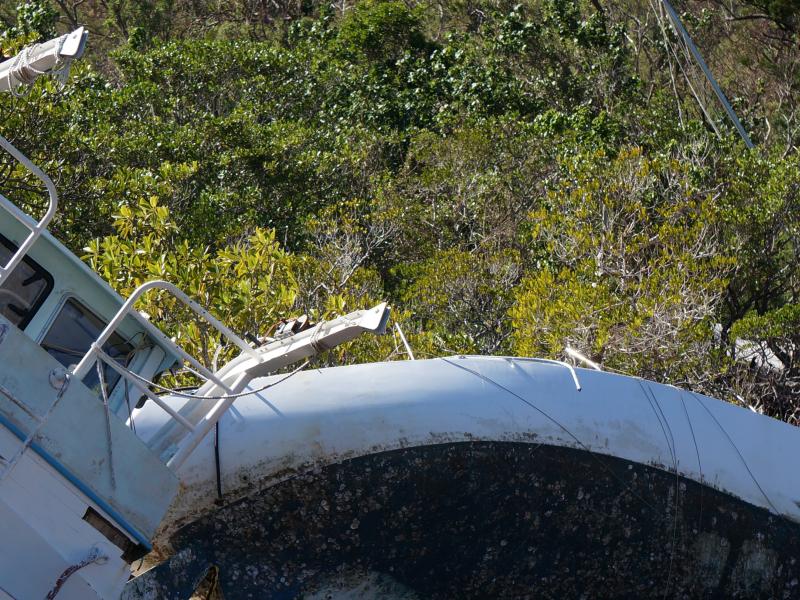 Boats washed up in trees