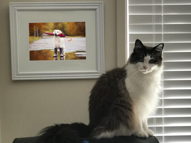 Cat sitting next to picture of dog