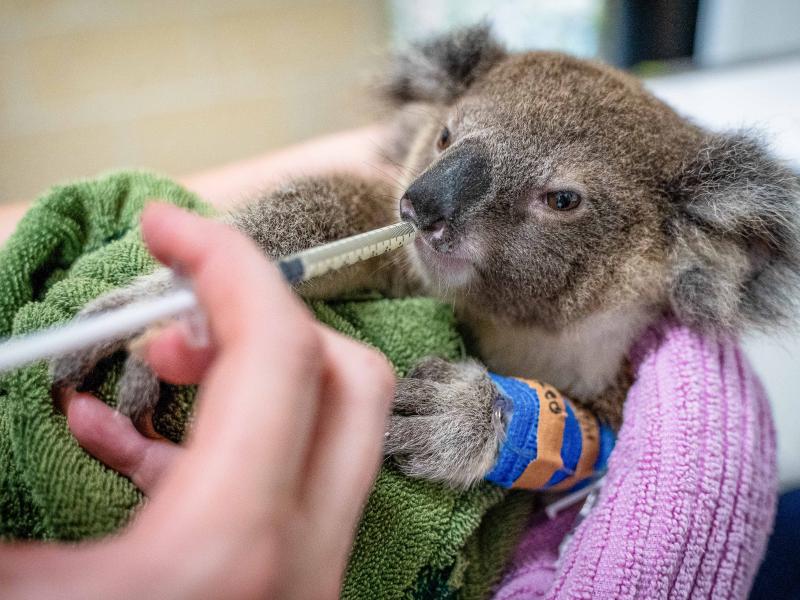 Koala Rescue