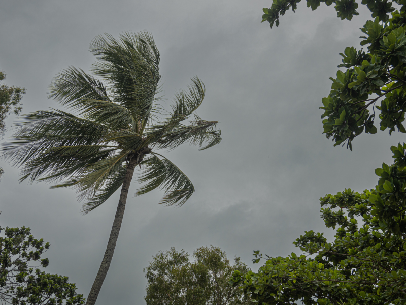 Coconut tree in windy conditions from Holloways Beach in Cairns